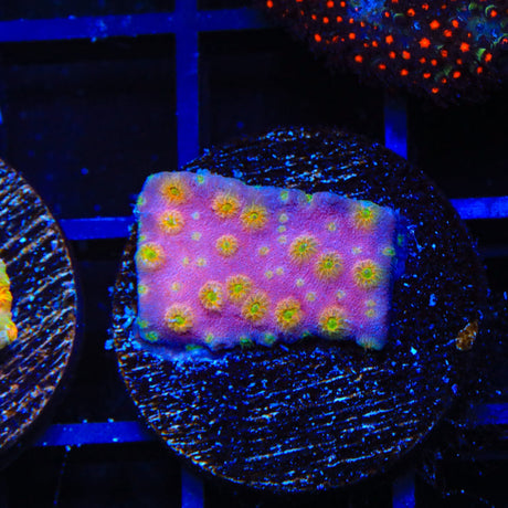 ACI Sunrise Cyphastrea Coral