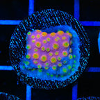 ACI Sunrise Cyphastrea Coral