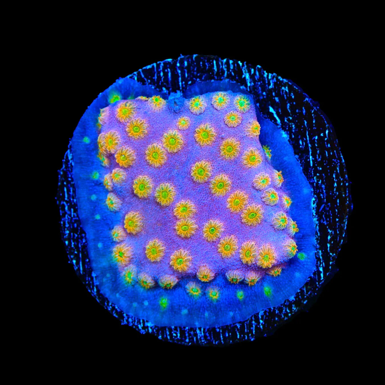 ACI Sunrise Cyphastrea Coral