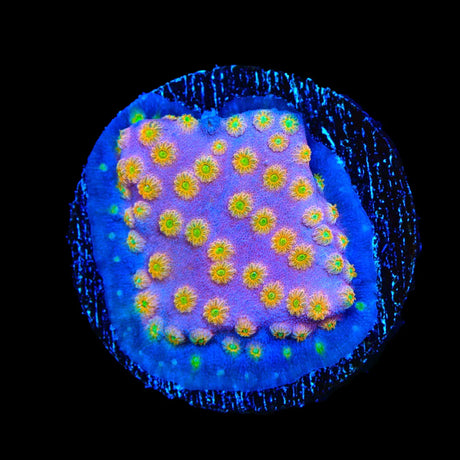 ACI Sunrise Cyphastrea Coral