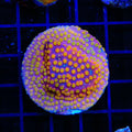 ACI Sunrise Cyphastrea XL Frag Coral