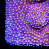 ACI Sunrise Cyphastrea XL Frag Coral