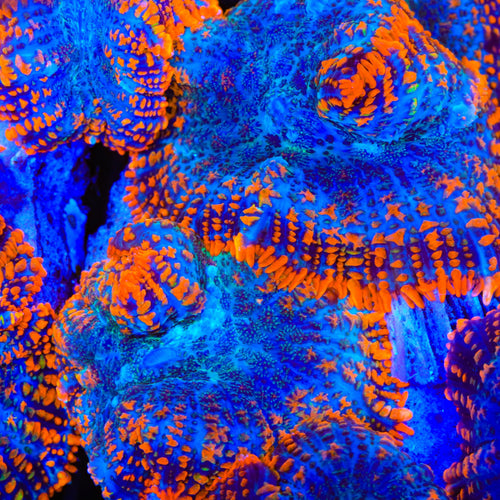 Acid Bath Mushroom Coral