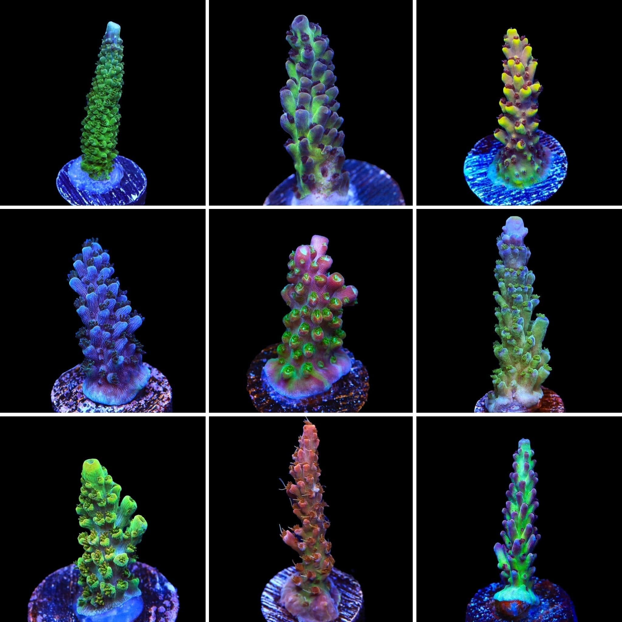 Acropora 3 Coral Frag Pack