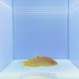 Adorned Wrasse Fish