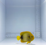 African Angelfish