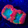 Afterburner Blastomussa Coral