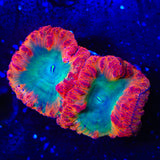 Afterburner Blastomussa Coral