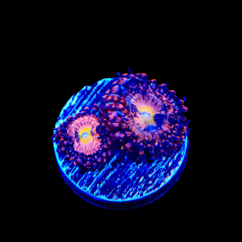 Alien Antivenom Zoanthids Coral