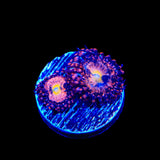 Alien Antivenom Zoanthids Coral