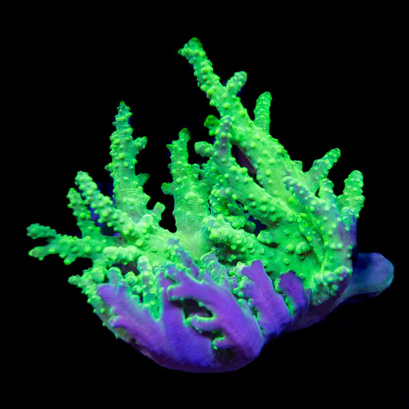 Alien Hand Leather Colony Coral
