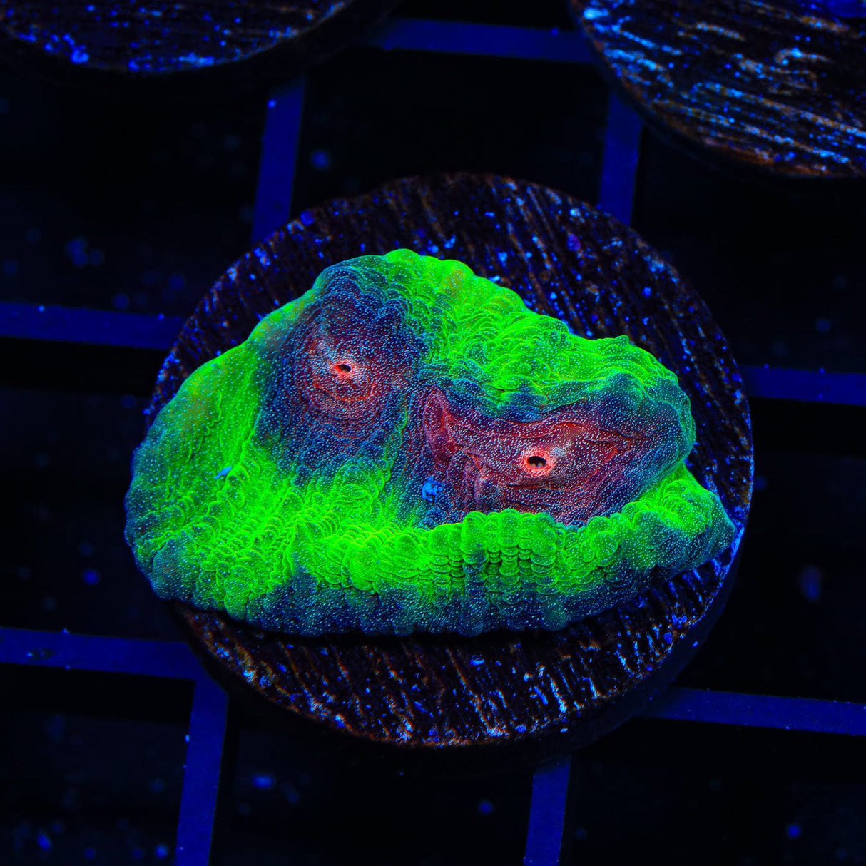 Alien Invasion Chalice Coral
