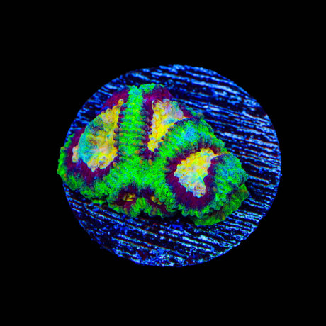 All Star Favia Coral