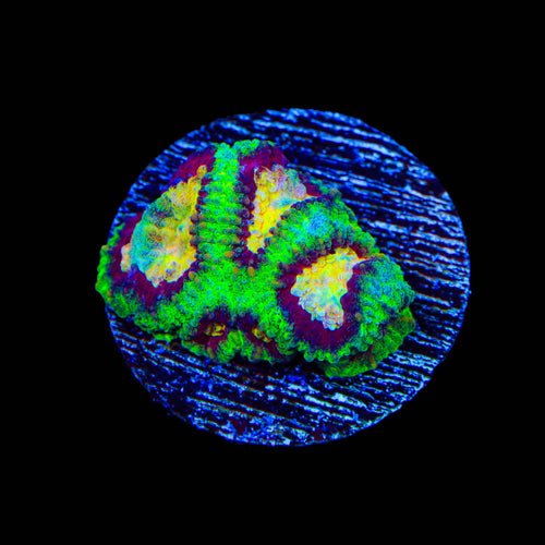 All Star Favia Coral