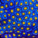 AOI Zoanthids Coral