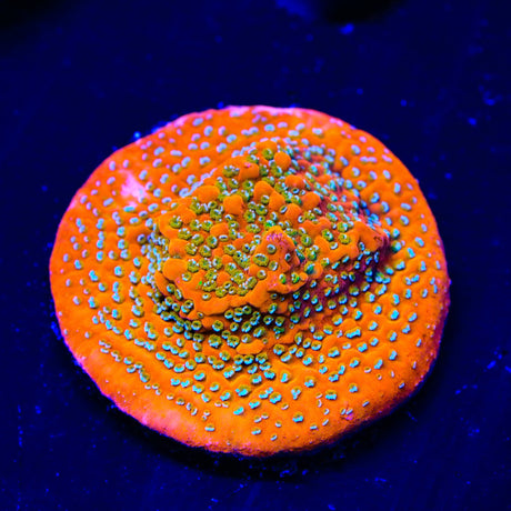 Aquamans Revenge Montipora Coral