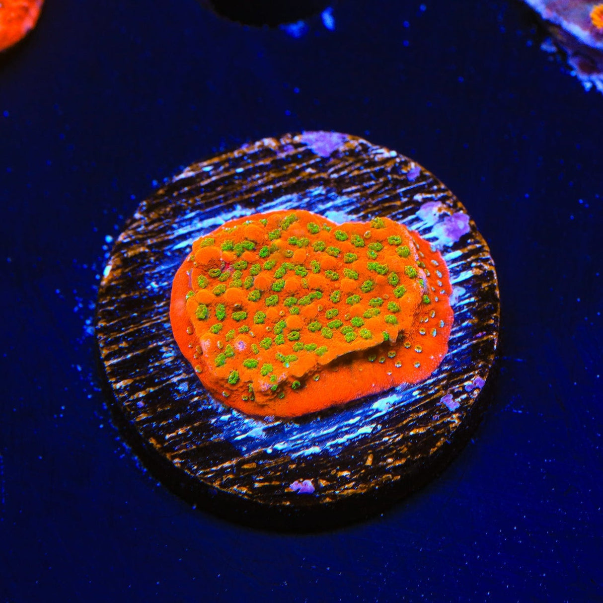 Aquamans Revenge Montipora Coral