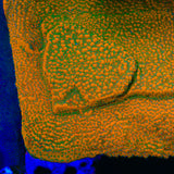 Aquamans Revenge Montipora Coral