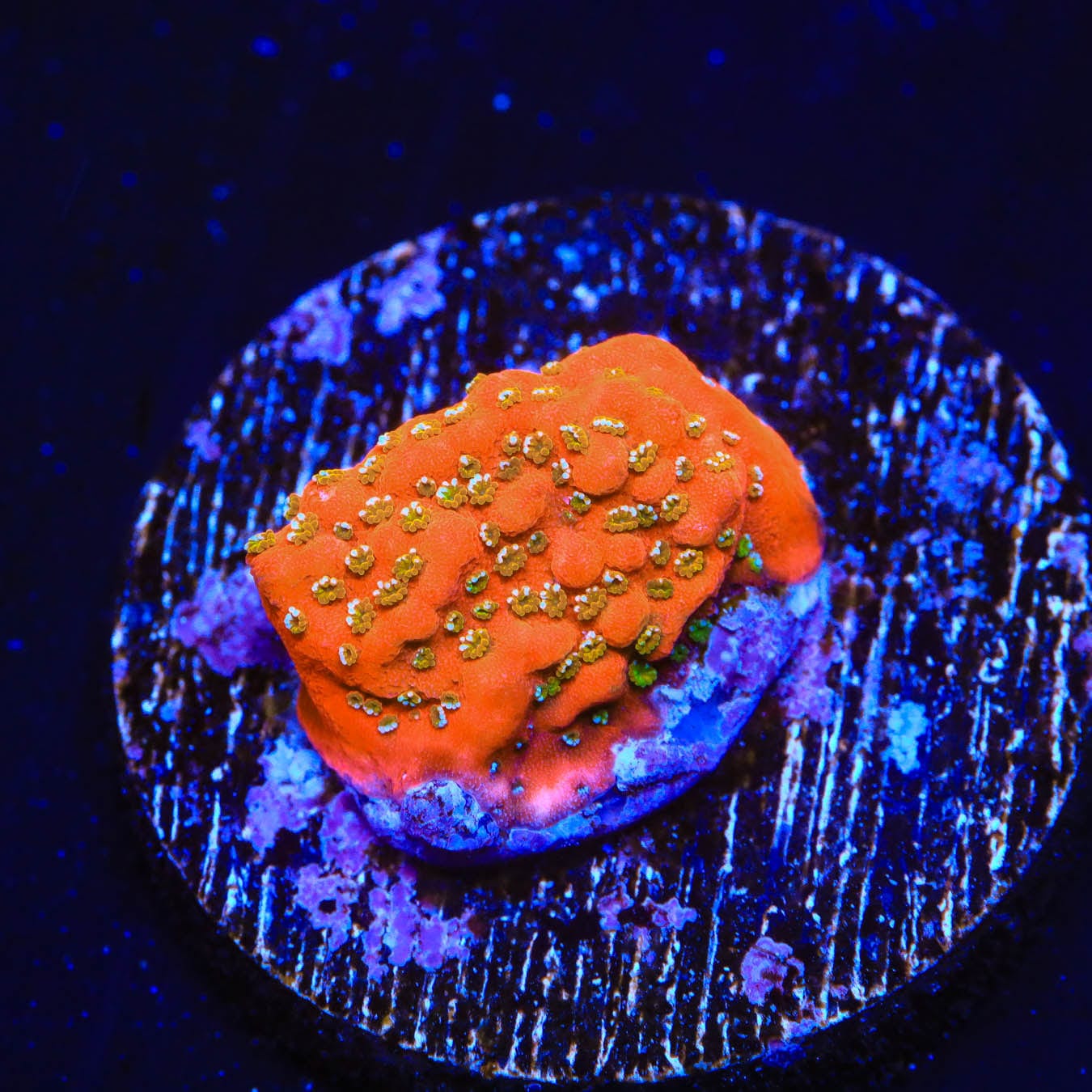 Aquamans Revenge Montipora Coral