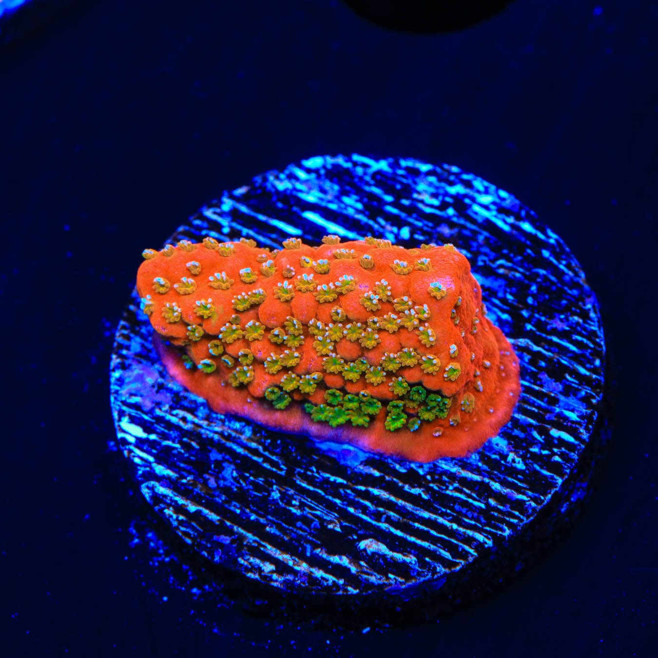 Aquamans Revenge Montipora Coral