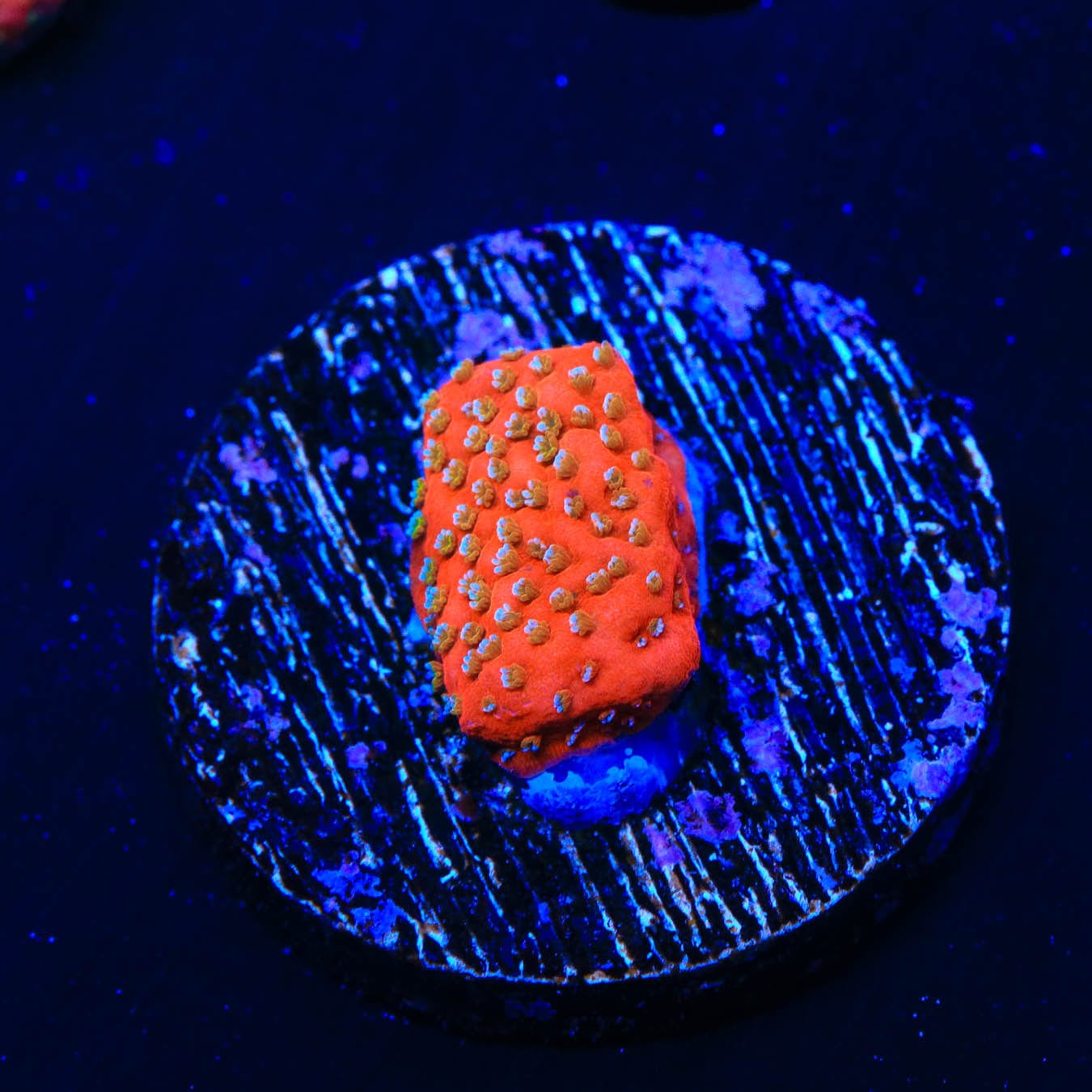 Aquamans Revenge Montipora Coral