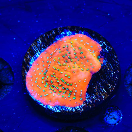 Aquamans Revenge Montipora Coral