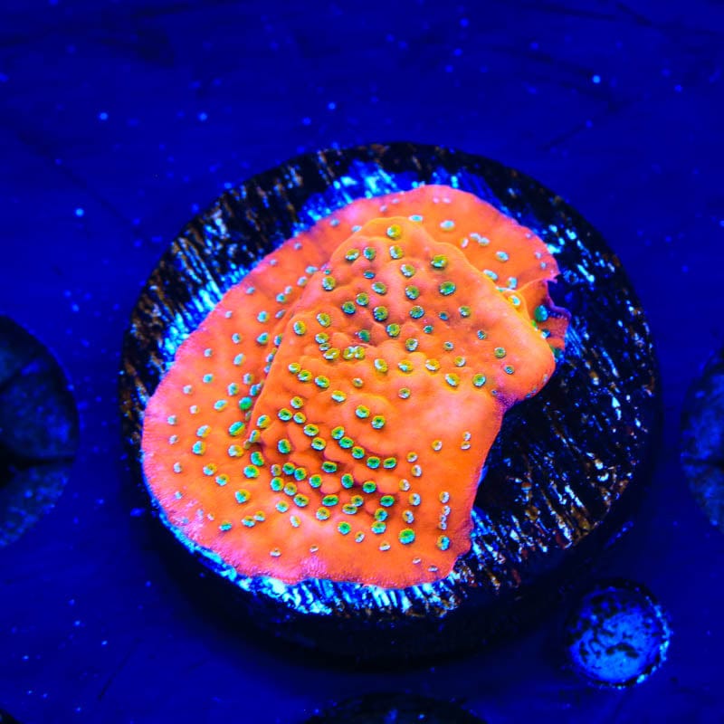 Aquamans Revenge Montipora Coral