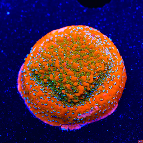 Aquamans Revenge Montipora Coral