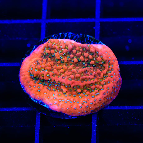 Aquamans Revenge Montipora Coral