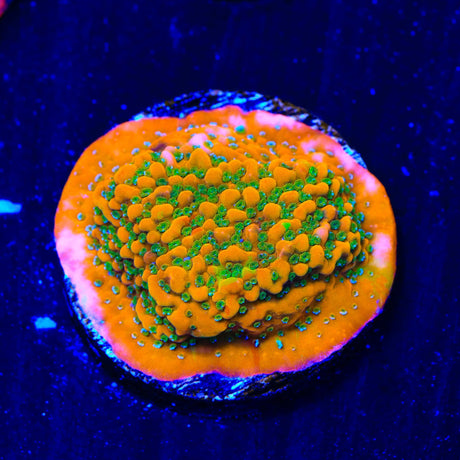 Aquamans Revenge Montipora Coral