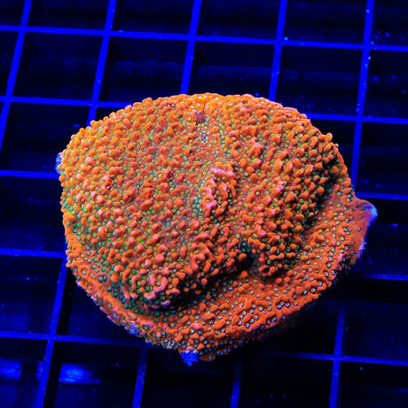 Aquamans Revenge Montipora XL Frag Coral