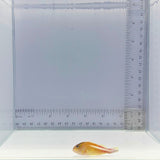 Arc Eye Hawk Fish