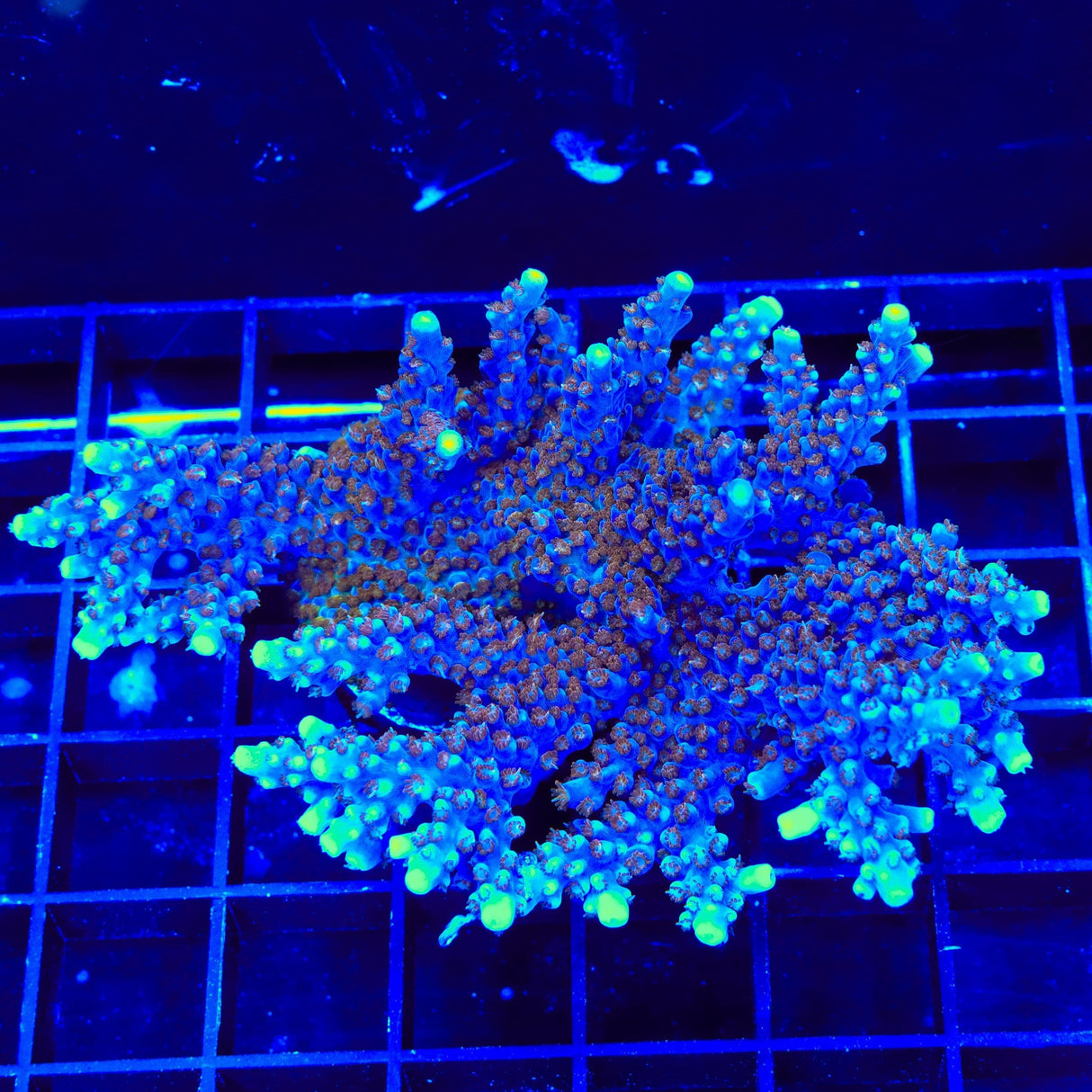 ARC Fireworks Acropora Colony Coral