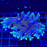 ARC Fireworks Acropora Colony Coral