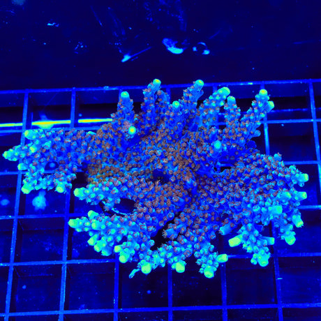ARC Fireworks Acropora Colony Coral