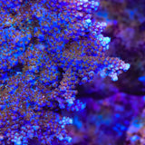 ARC Fireworks Acropora Coral