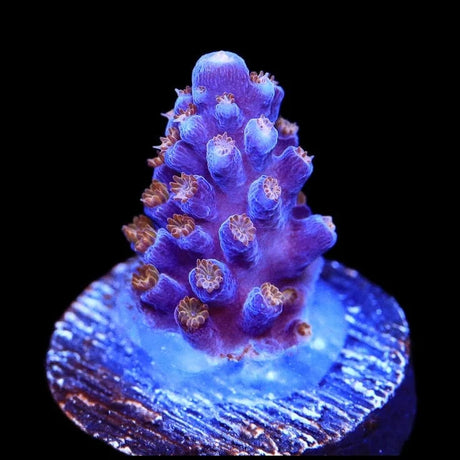 ARC Fireworks Acropora Coral