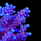 ARC Fireworks Acropora Coral