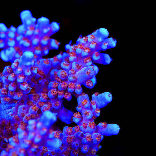 ARC Fireworks Acropora Coral