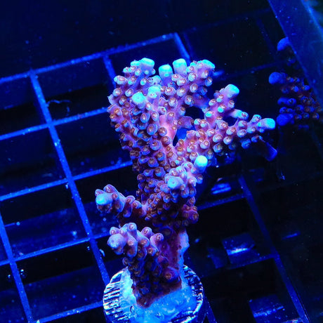 ARC Fireworks Acropora Coral