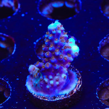 ARC Fireworks Acropora Coral