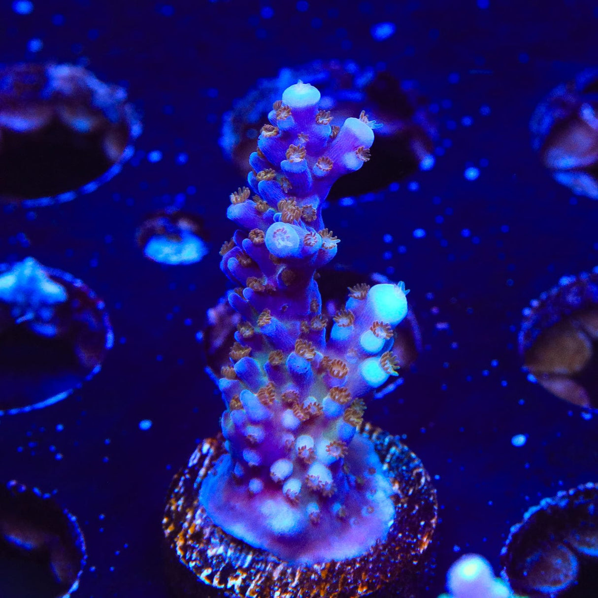 ARC Fireworks Acropora Coral
