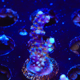 ARC Fireworks Acropora Coral