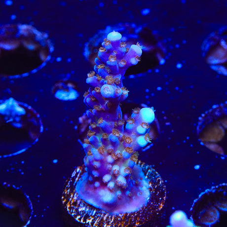 ARC Fireworks Acropora Coral