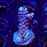 ARC Fireworks Acropora Coral