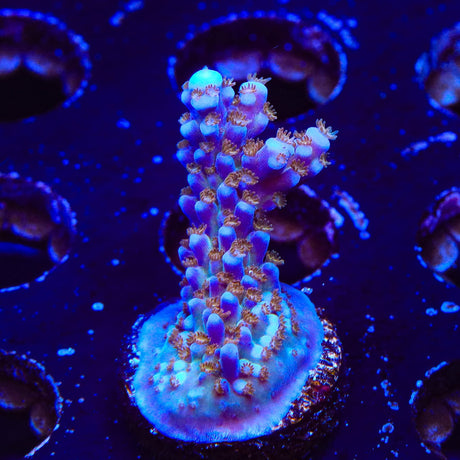 ARC Fireworks Acropora Coral