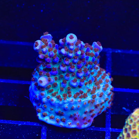 ARC Fireworks Acropora Coral