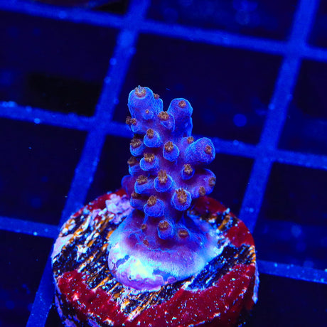 ARC Fireworks Acropora Coral