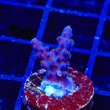 ARC Fireworks Acropora Coral