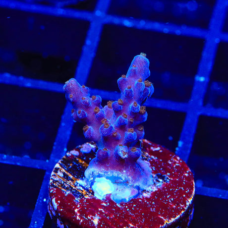 ARC Fireworks Acropora Coral